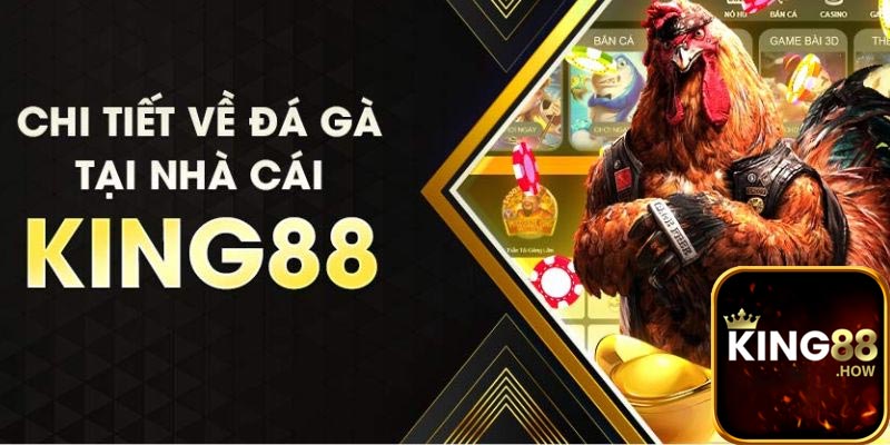 Đá gà King88 - Bộ mộ thể thao phổ biến